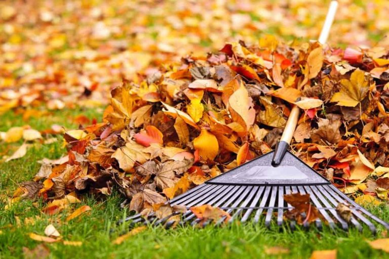 Fall pre emergent lawn treatment in Abilene Texas
