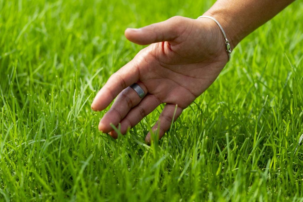 Healthy weed free lawn in Abilene Texas