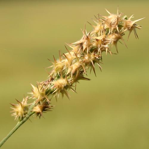 Sticker burr weeds growing in Abilene TX lawn